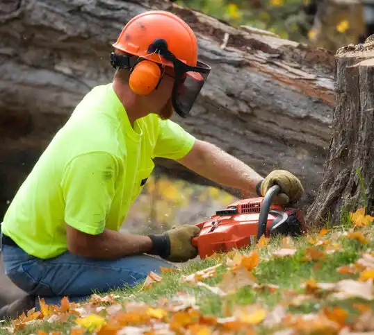 tree services Arlington Heights